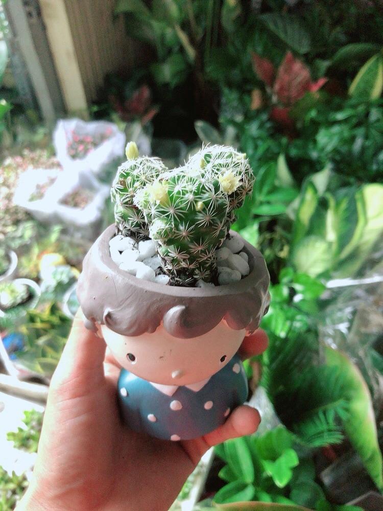 Chậu Xương Rồng Trứng Chim