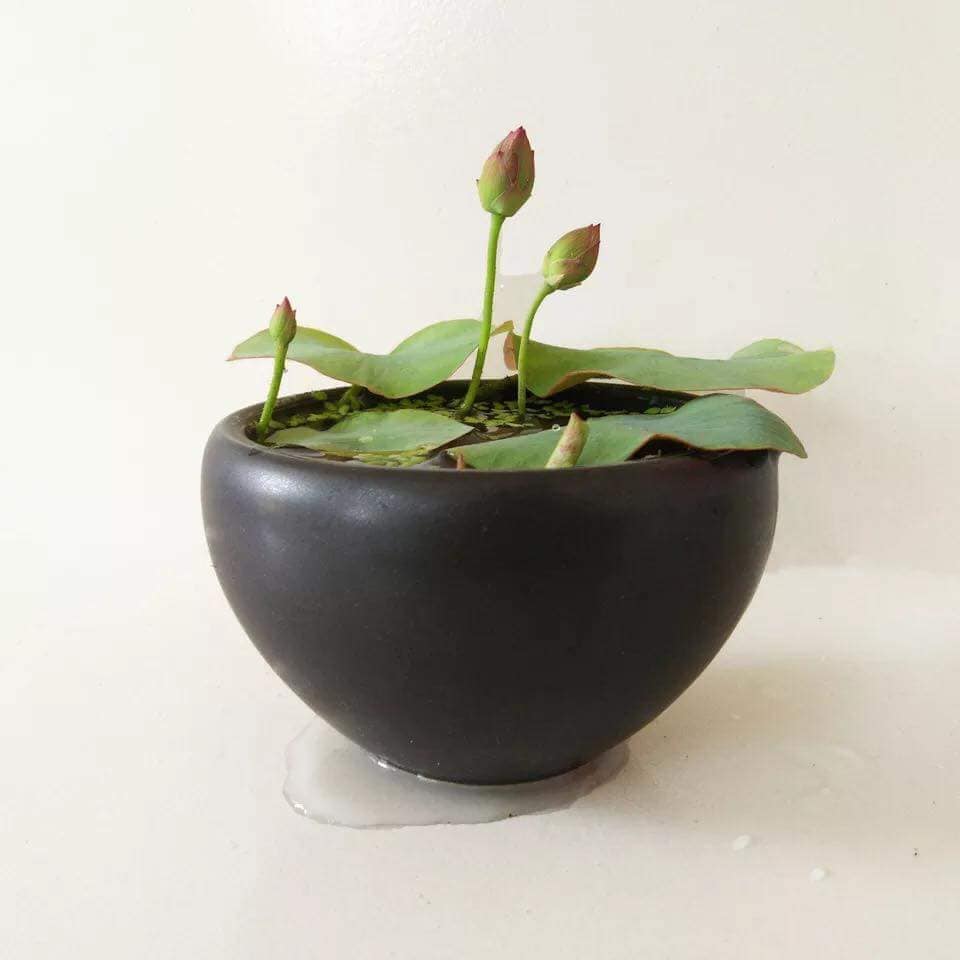 Bộ 2 Gói Hạt Giống Sen Nhật Mini - Nảy Mầm Cực Chuẩn