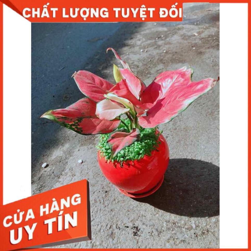 Chậu Vạn Lộc Nhiều Người Mua