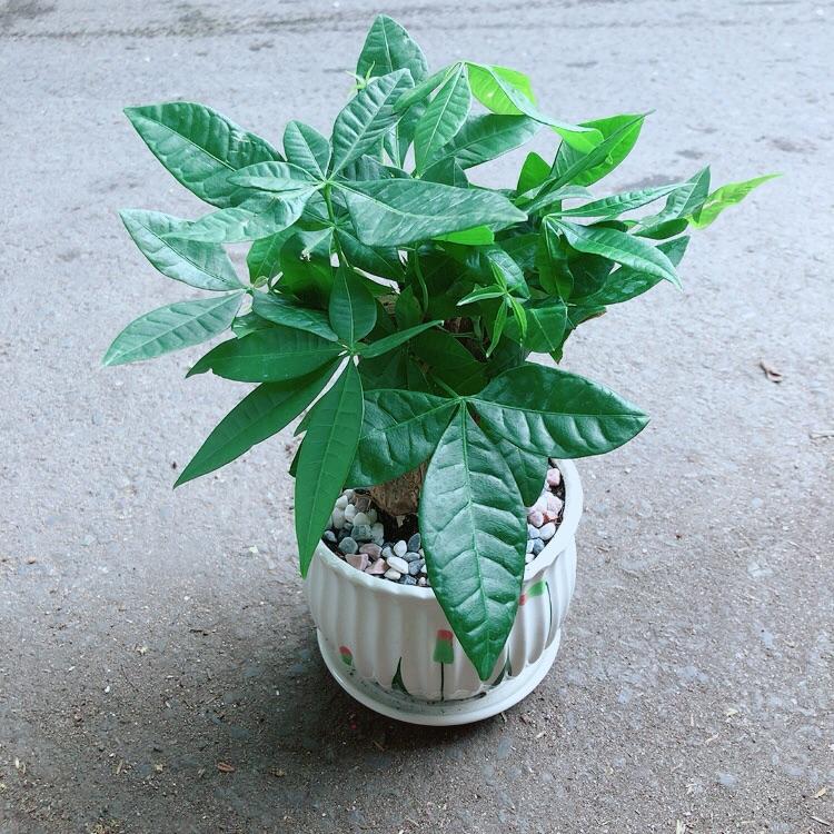 Chậu Kim Ngân 3 Thân