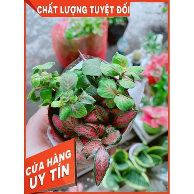 Chậu Cẩm Nhung