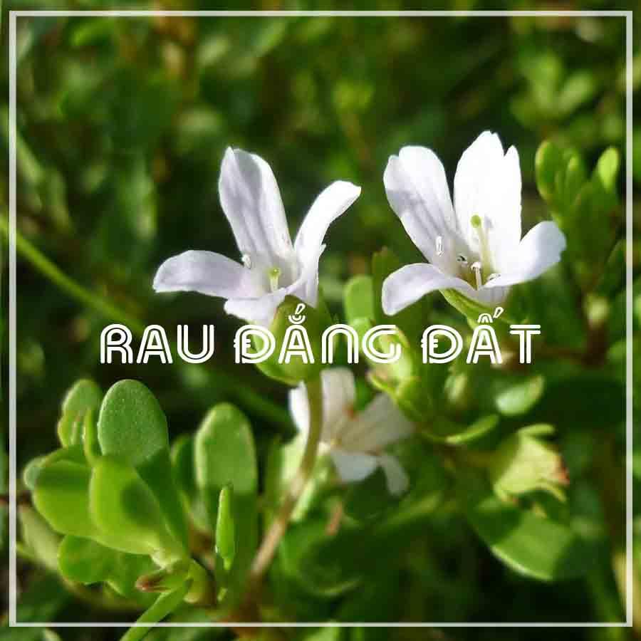 Cây Rau Đắng Đất khô sạch đóng gói 500gram