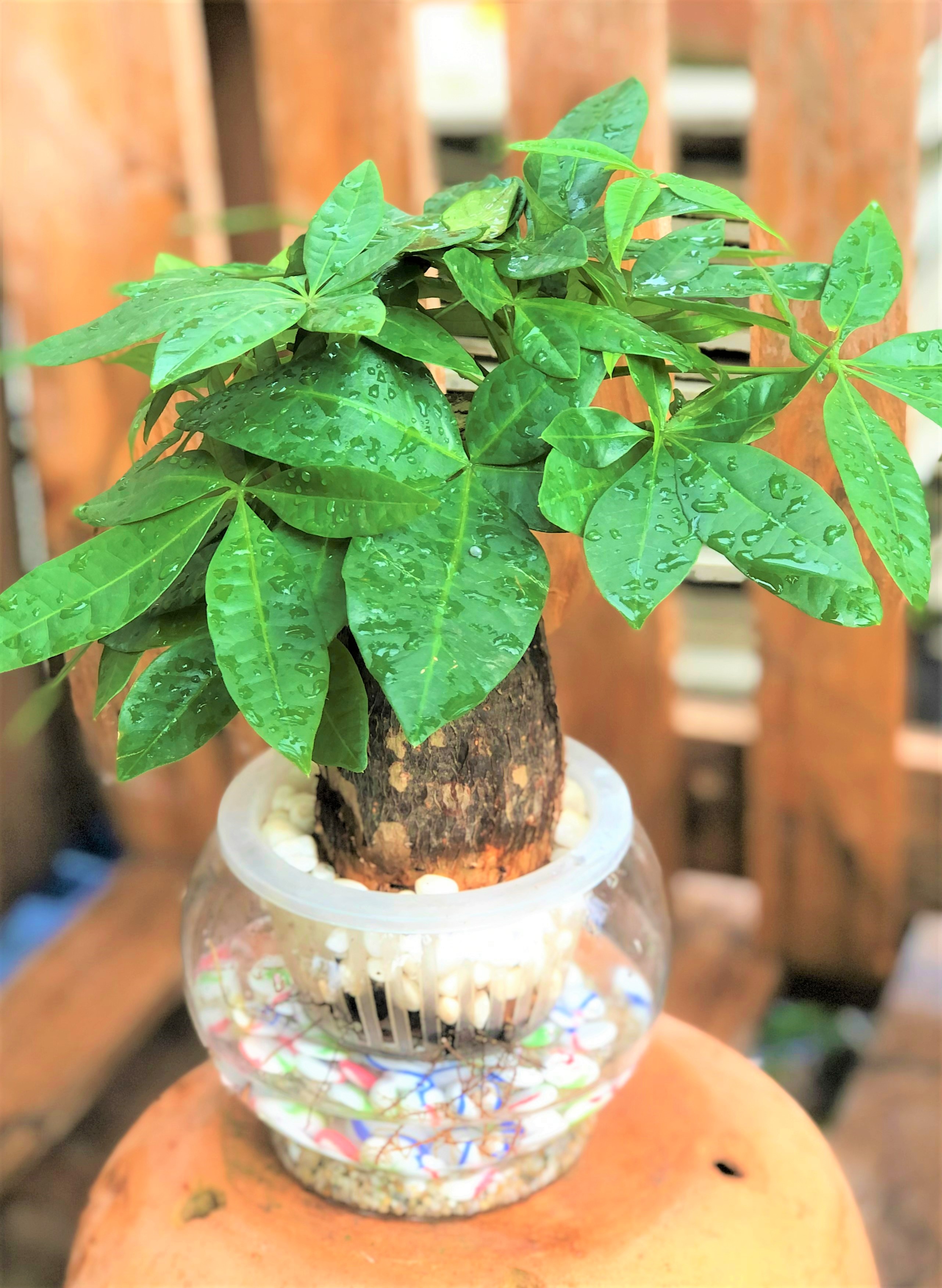 Chậu thủy tinh cậy kim ngân 1 thân gốc to thủy canh tặng kèm đá trang trí