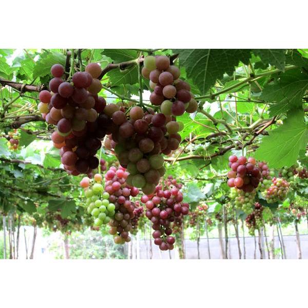 Hạt Giống Nho Pháp Leo Giàn -