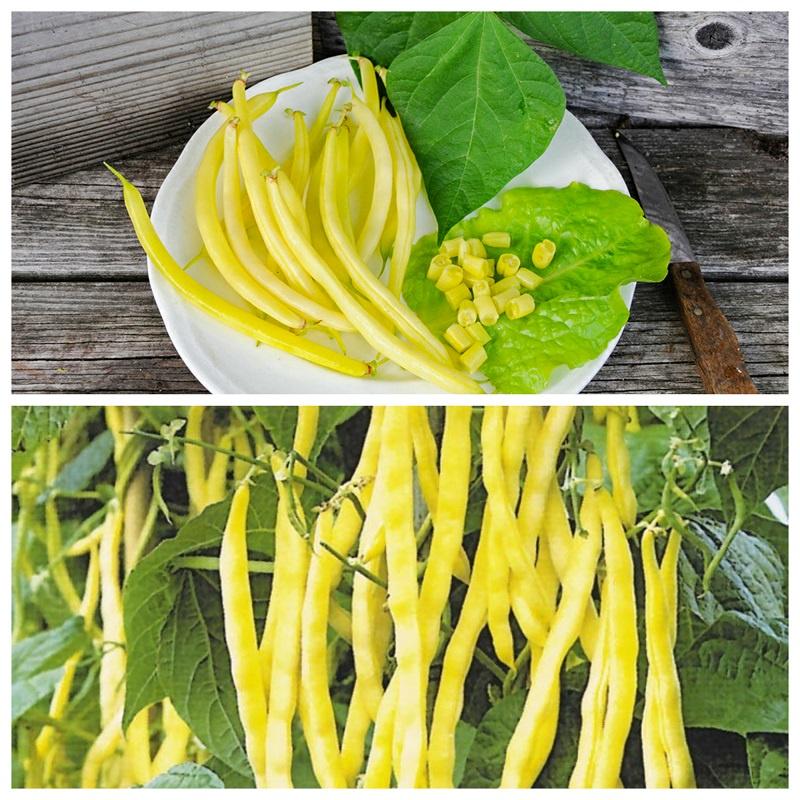 Hạt giống Đậu Cove vàng hạt đen 50g