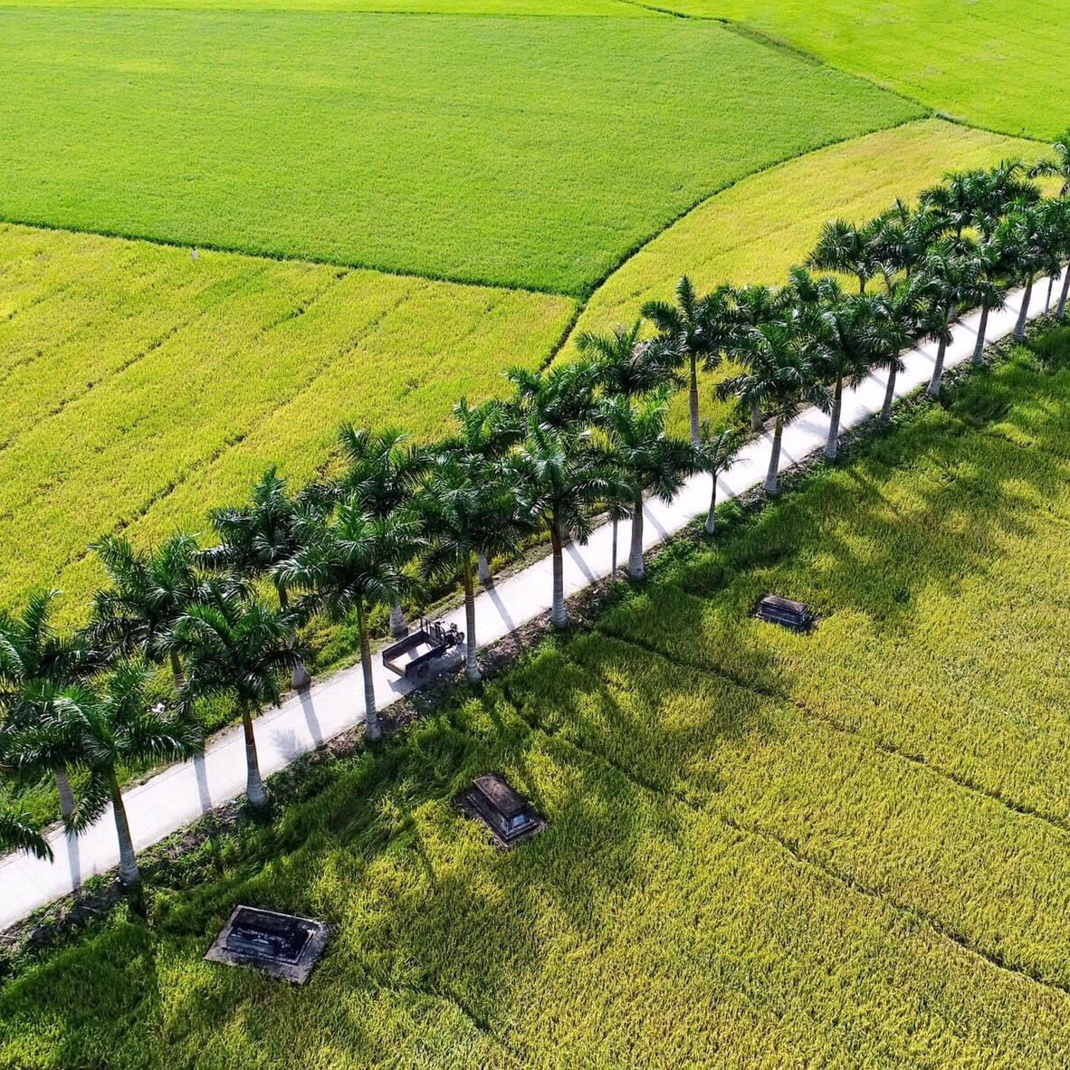 Cánh Đồng Bất Tận - Làng Nổi Tân Lập - Tân Trụ, Xứ Tràm Thơm