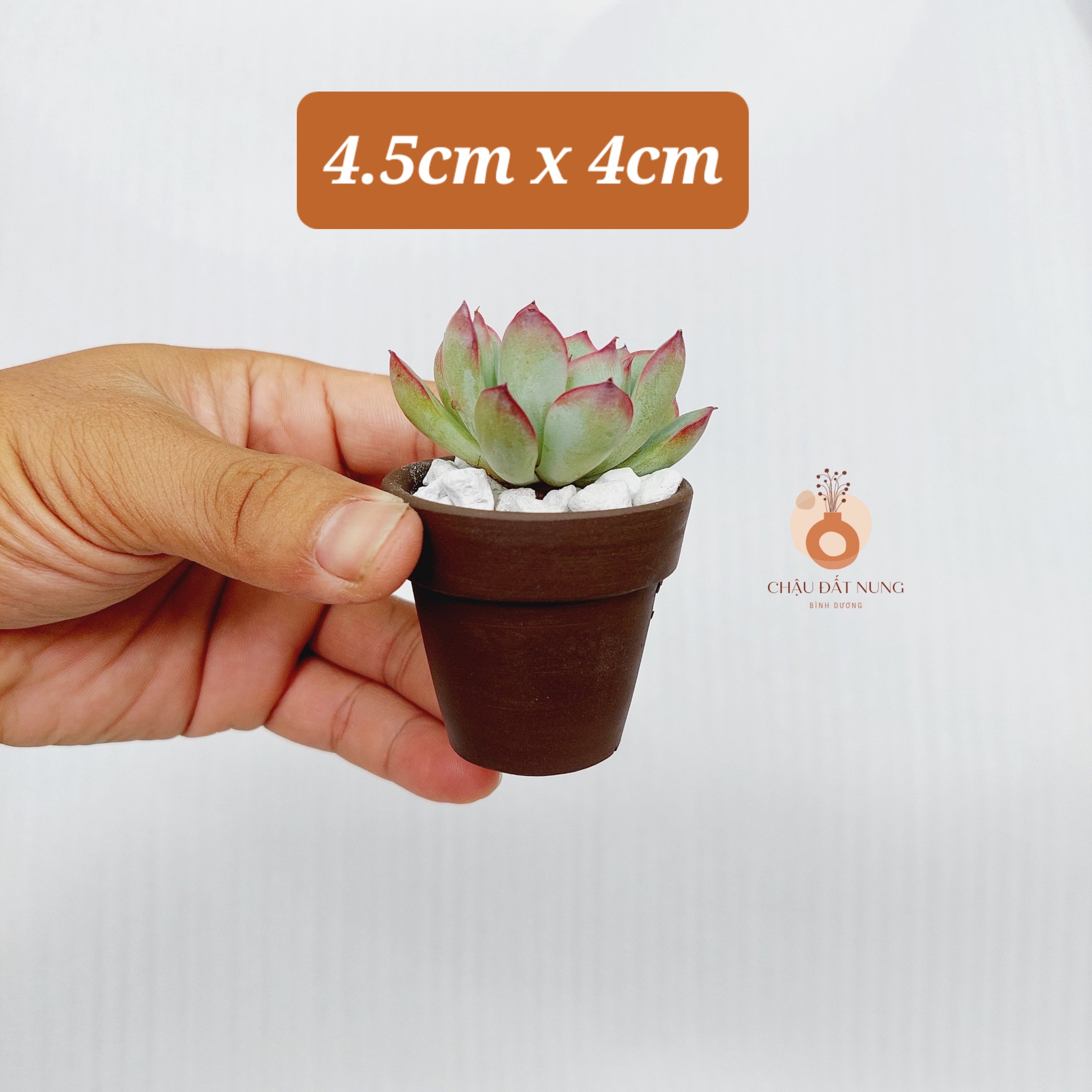 Chậu đất nung Bình Dương - Chậu ly có gờ 55, miệng chậu 5cm, chiều cao 5cm