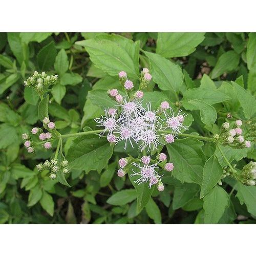 Cây cứt lợn hoa tím, cây cỏ hôi - bầu cây giống 3-5 cây