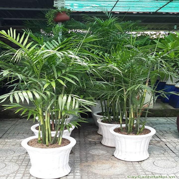 CÂY CAU HAWAI , CÂY NỘI THẤT, CÂY PHONG THỦY MANG LẠI MAY MẮN TÀI LỘC CHO GIA CHỦ