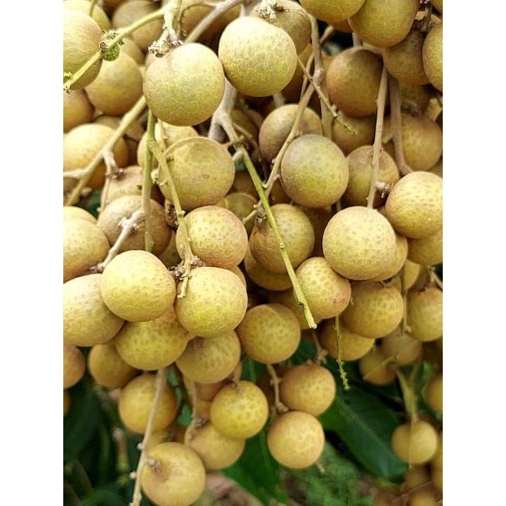 Cây giống nhãn tiêu siêu sai