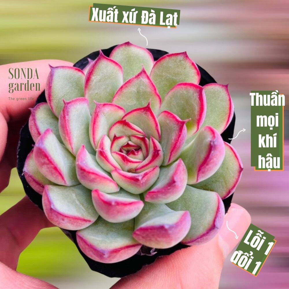 SEN ĐÁ VIỀN HỒNG SIZE BÉ SIÊU KHỎE ĐẸP LỖI 1 ĐỔI 1