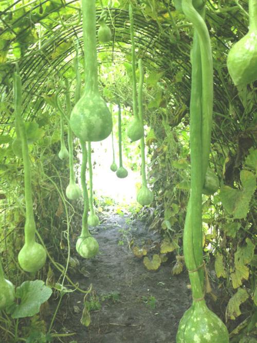 Hạt Giống Bầu Gáo Dừa