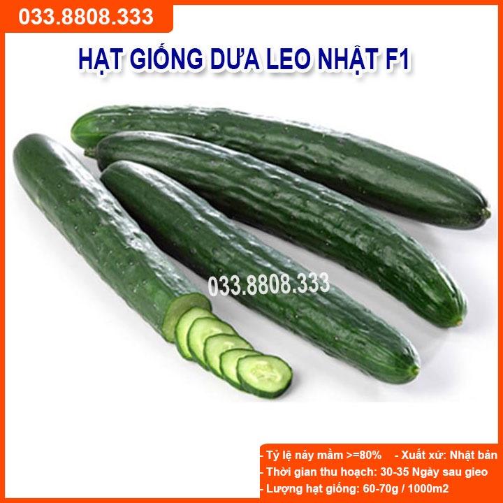 Hạt giống Dưa Leo Nhật F1 – 10gram - Dưa Siêu Quả Dài Năng Suất Tốt