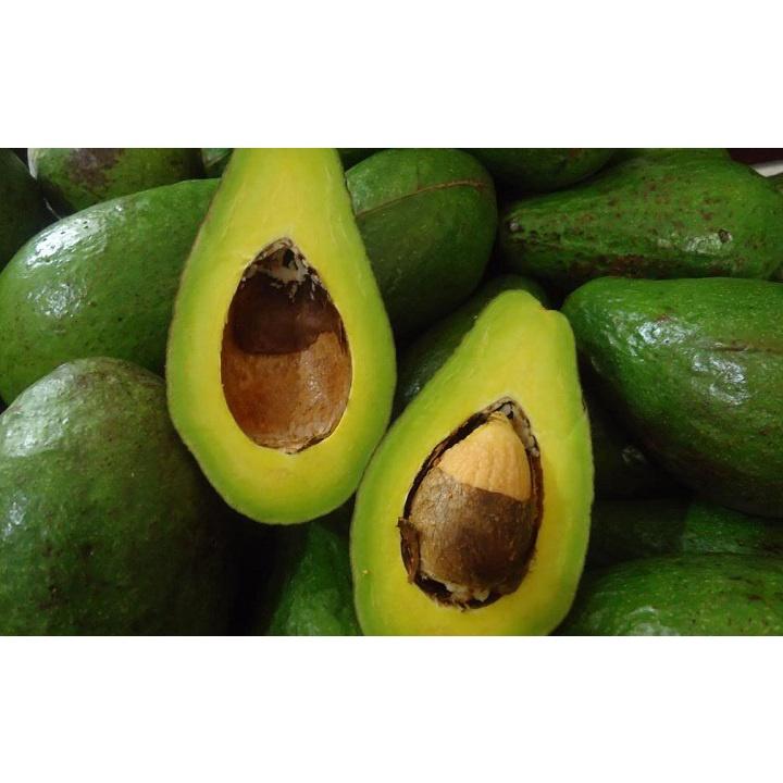 Cây giống bơ sáp
