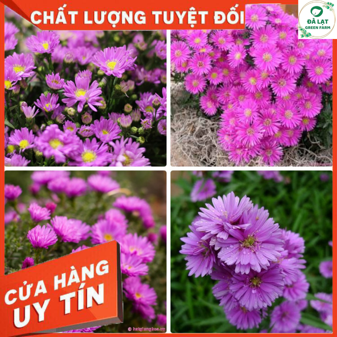 50H - HẠT GIỐNG HOA THẠCH THẢO MIX