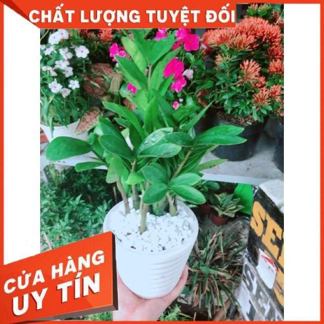 Chậu kim phát tài hay kim tiền