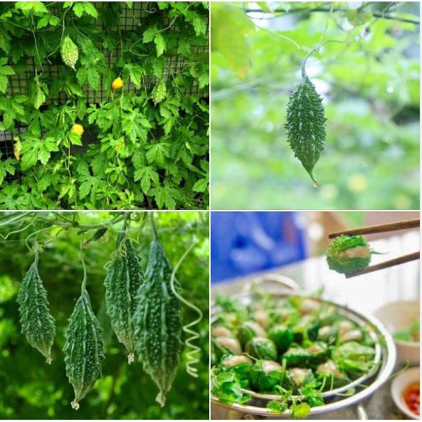 Hạt giống trái khổ qua rừng - 1 gói 10 hạt
