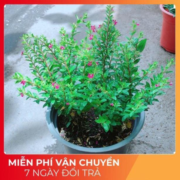 Hoa Cẩm Tú Mai