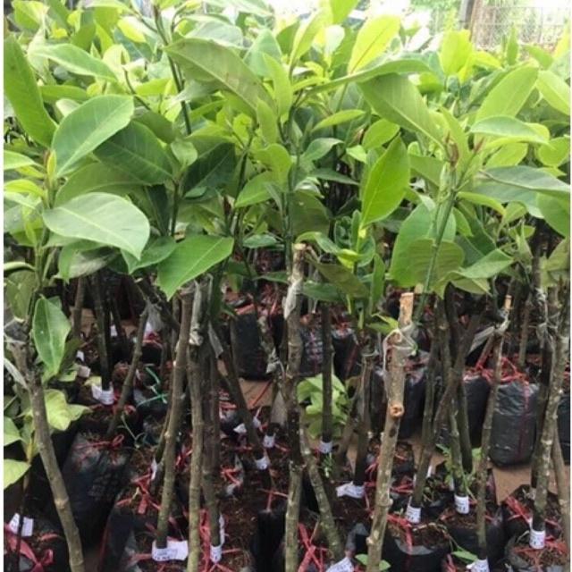 CÂY GIỐNG MÍT TỐ NỮ