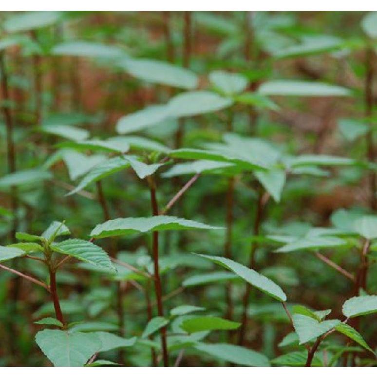 Hạt giống rau đay đỏ-gói 20gram-tặng kèm gói phân bón lót