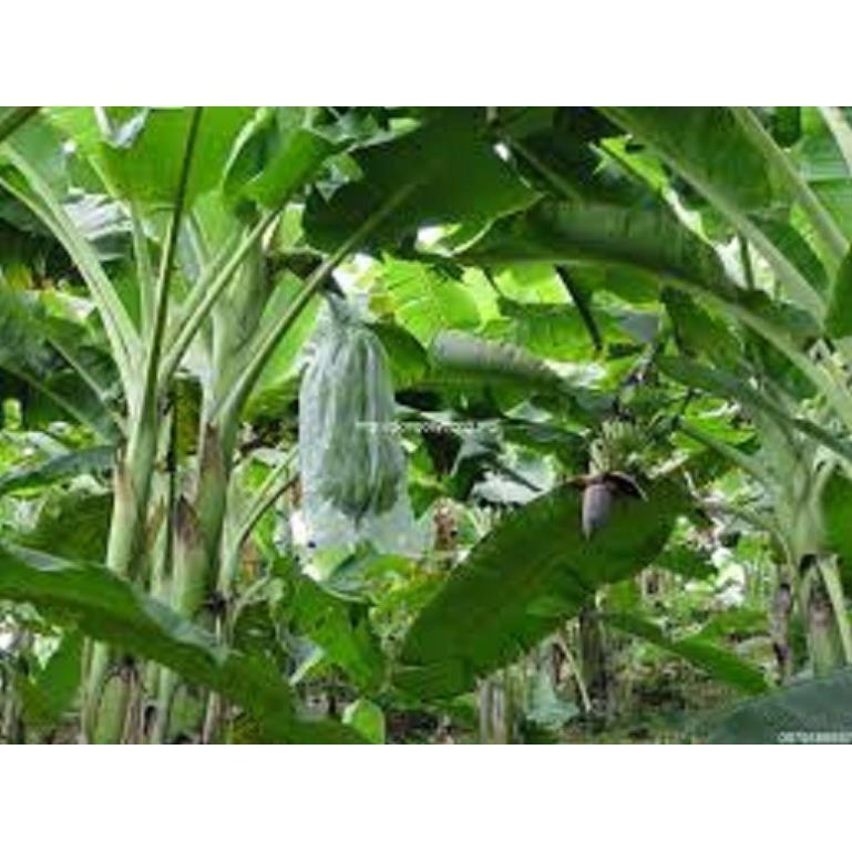 Cây giống CHUỐI TÂY THÁI ngọt thơm - hàng cây giống CHUẨN F1