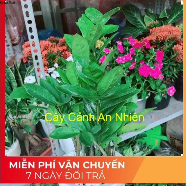 Chậu kim phát tài