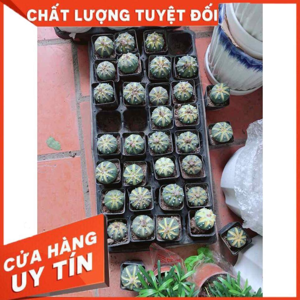 Xương rồng nhỏ Nhiều Người Mua