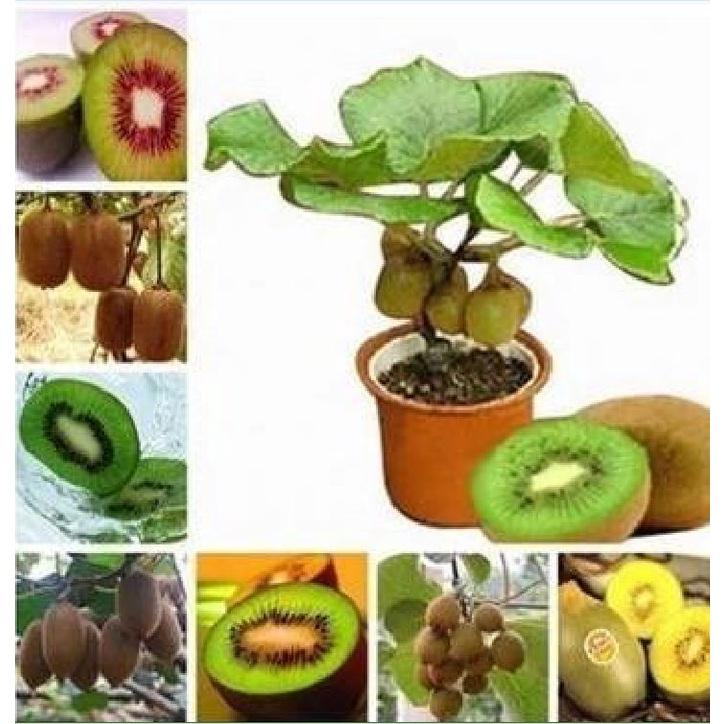 Hạt giống cây ăn trái kiwi,hạt giống tốt,chất lượng cao - Gói 30 hạt