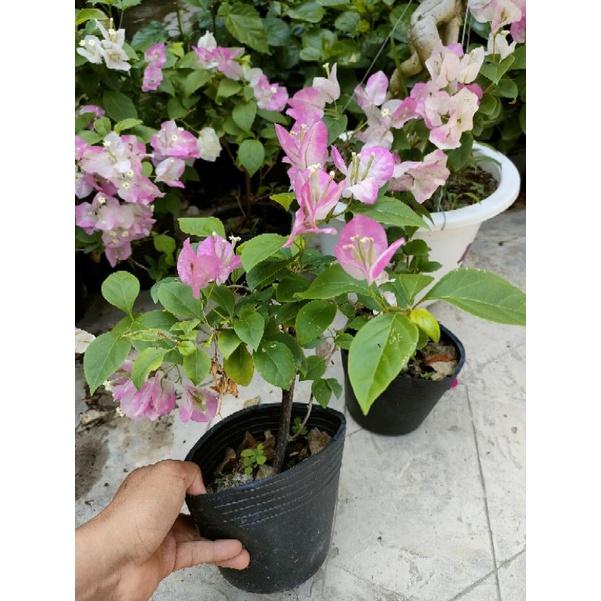 Cây hoa giấy phớt hồng thái