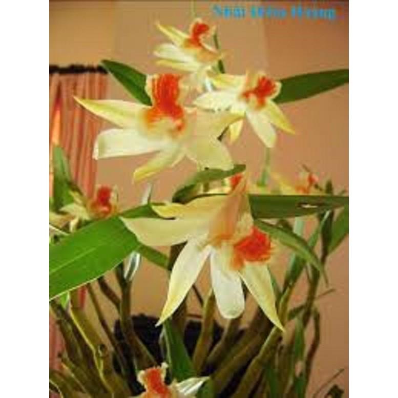 Bảng hoa lan NHẤT ĐIỂM HOÀNG hàng rừng thuần chậu siêu to, hoa siêu đẹp