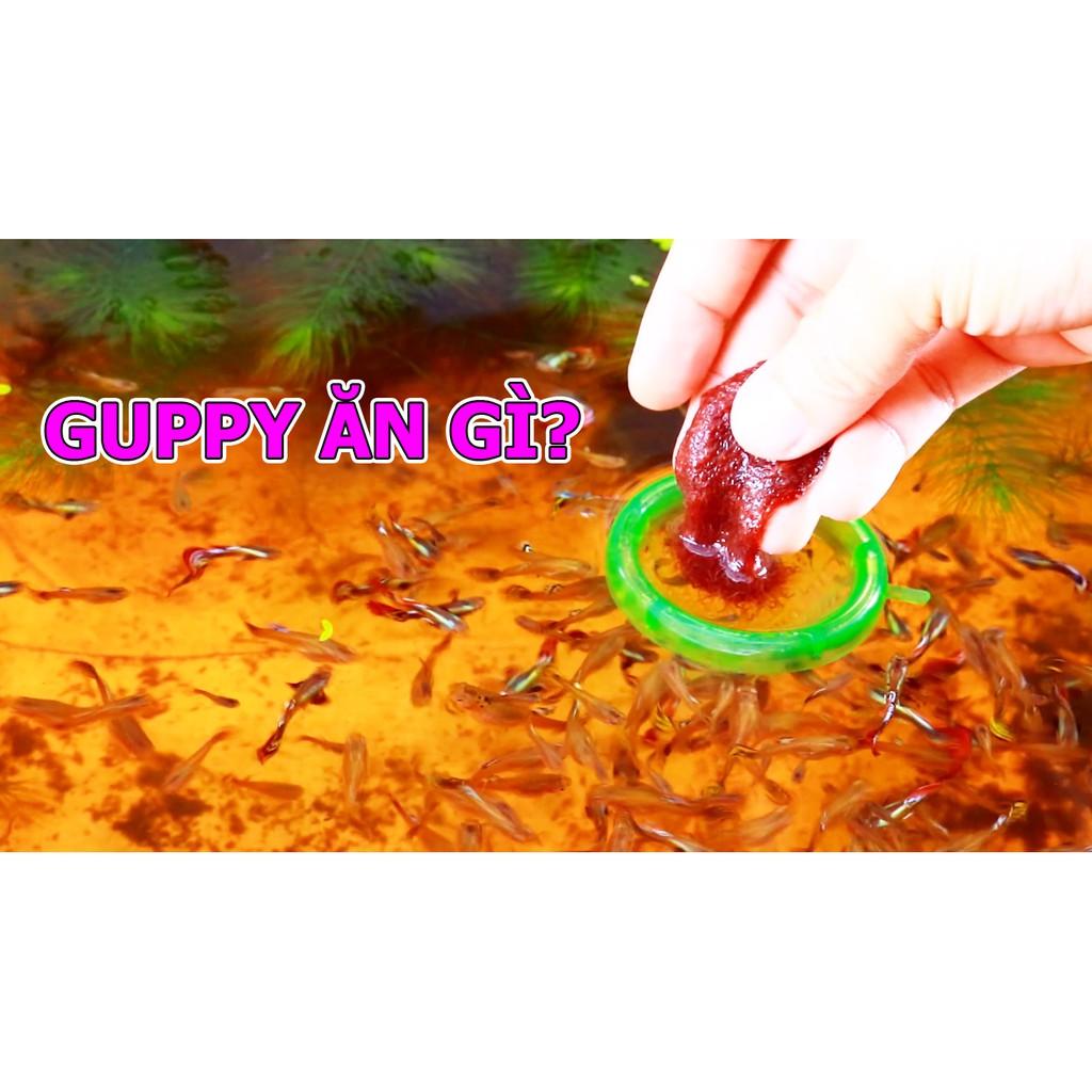 Vòng Cho Cá Ăn - Đế cao - Giữ Thức Ăn Cho Cá Cảnh