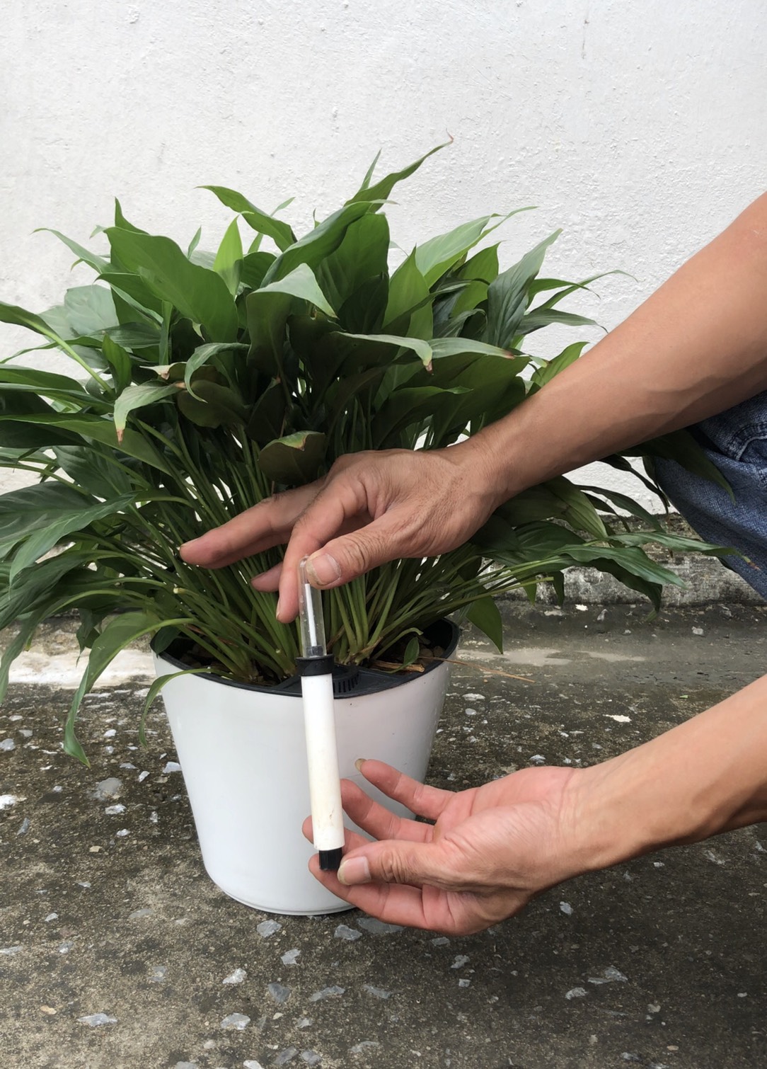 CHẬU TRỒNG CÂY THÔNG MINH TỰ DƯỠNG: Có Phao Báo Nước, Chậu Tự Dưỡng Thông Minh, Trồng Cây Văn Phòng, Nội Thất, Tự Tưới Thẩm Thấu, Nhựa ABS Cao Cấp An Toàn, Tiện Lợi