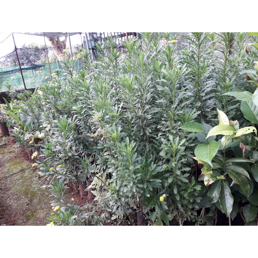 CÂY GIỐNG HOA CÚC THÂN GỖ CAO 1M NHƯ HÌNH