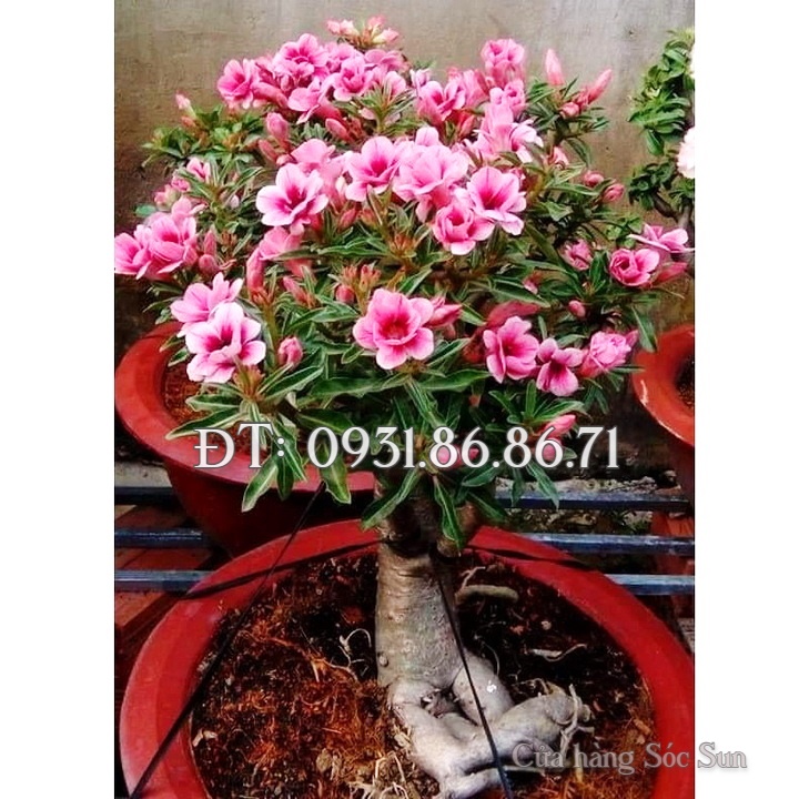 Hạt giống hoa sứ kép Thái Lan mix 2 màu – Bịch 10 hạt – Mã số 1596