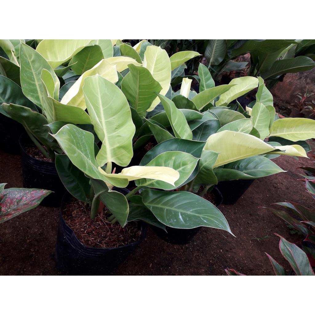 CÂY TRẦU BÀ ĐẾ VƯƠNG VÀNG *