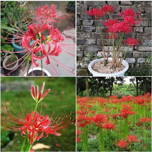 Combo 3 củ giống hoa bỉ ngạn hoa màu đỏ