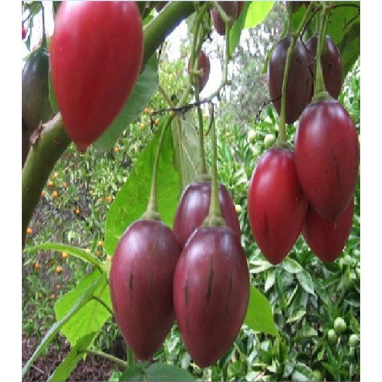 Hạt Giống Cà Chua Thân Gỗ Tamarillo 10 hạt/gói ( tặng kèm gói thuốc kích thích ươm hạt)