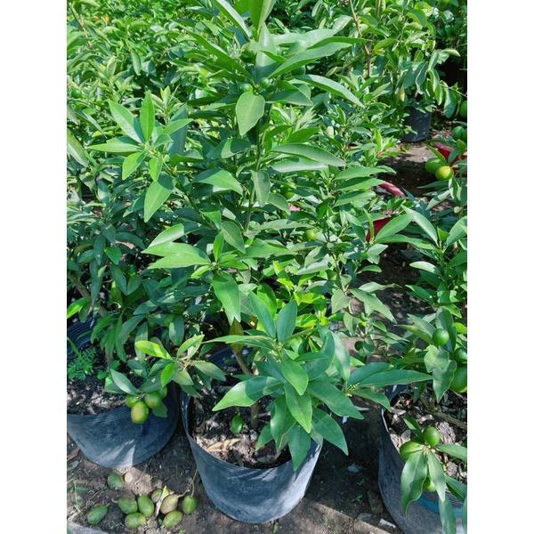 Cây Tắc Ngọt Lớn