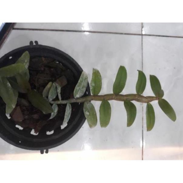 Sản Phẩm Hoa phong lan - nù tam bố cây năm 3 7-10 cm
