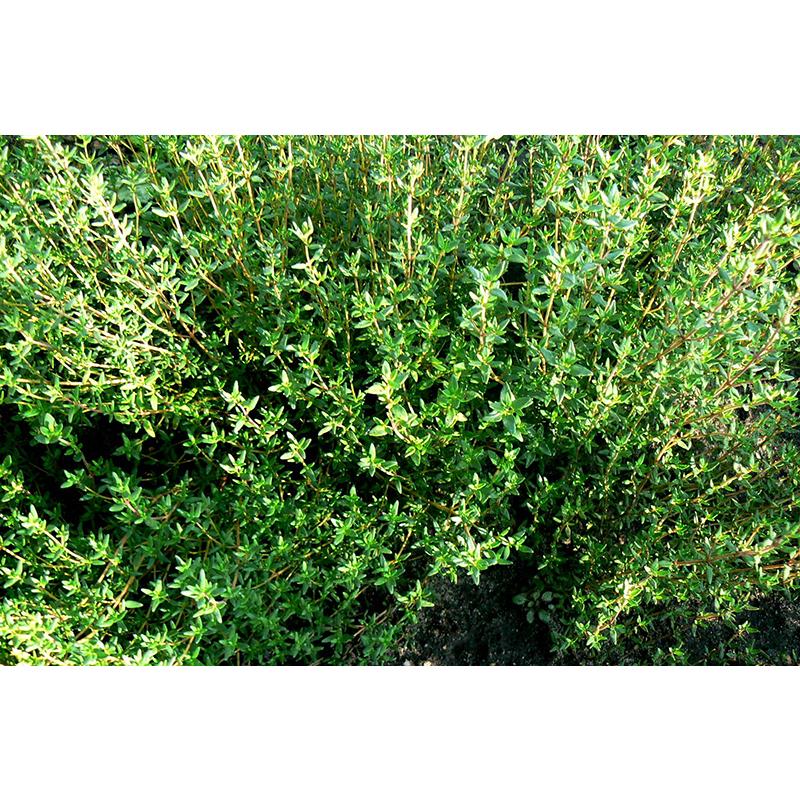 Hạt Giống Cỏ Xạ Hương -