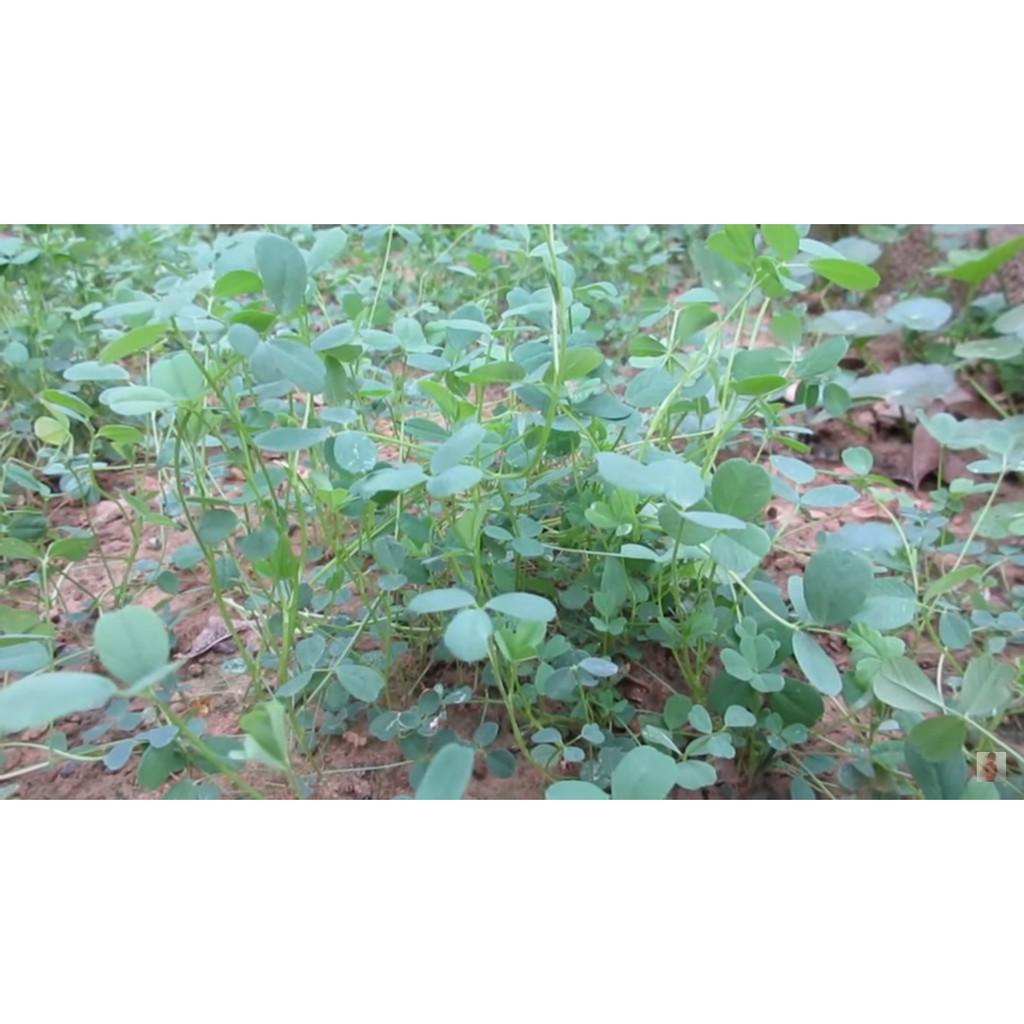 Hạt cỏ chăn nuôi chăn nuôi Alfalfa Linh Lăng 1kg