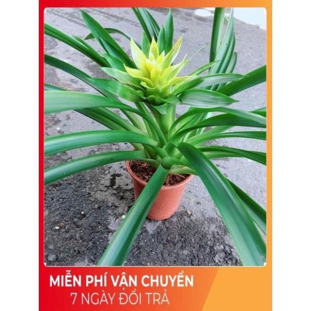 Cây Phát Lộc Hoa Vàng