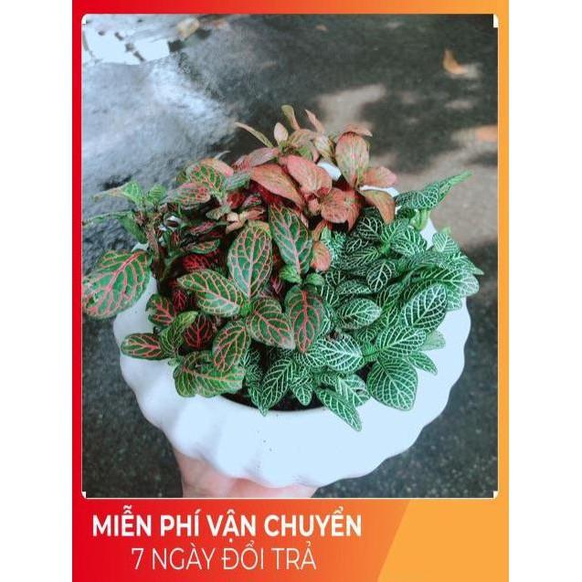 Chậu Cây Cẩm Nhung Mix Đủ Màu