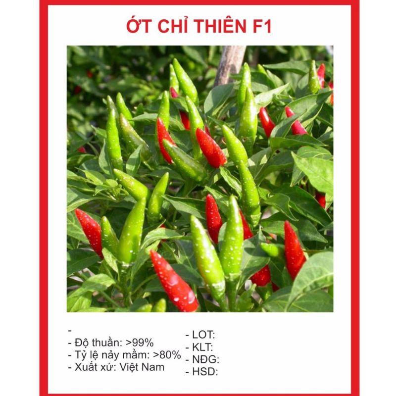 Hạt giống ớt chỉ thiên siêu cay