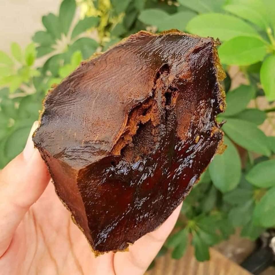 Cây Hồng Socola giống cây mới lạ mới du nhập vào Việt Nam siêu chất lượng, năng suất cao