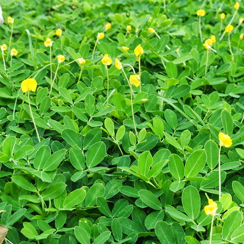 Gói 100 hạt Hạt giống cỏ lạc dại - Hạt giống cỏ đậu phộng - Cỏ trồng công trình, sân vưởn