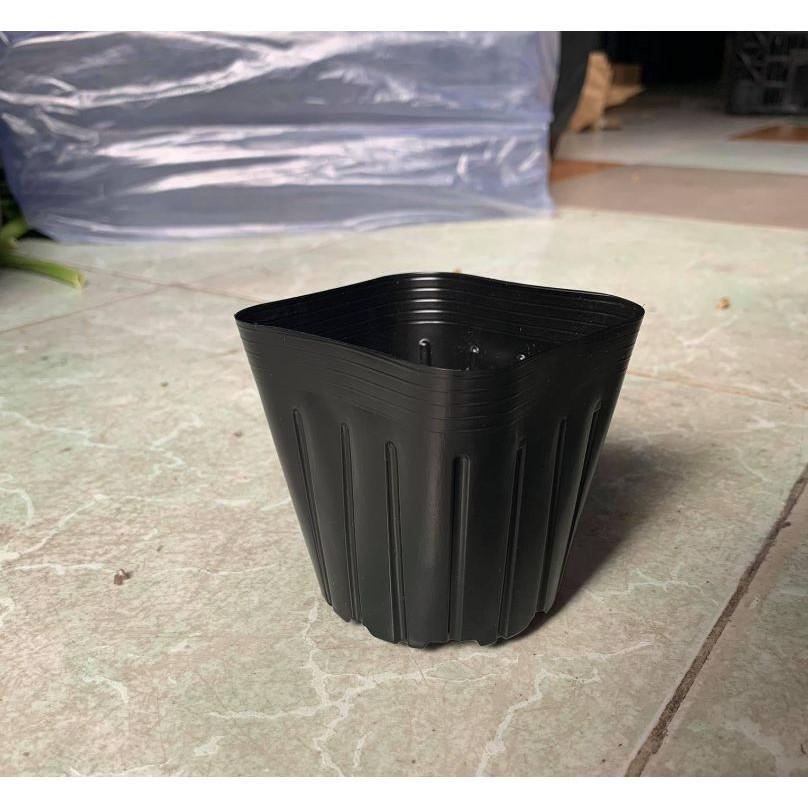 10 Chậu to ươm cây - màu đen -