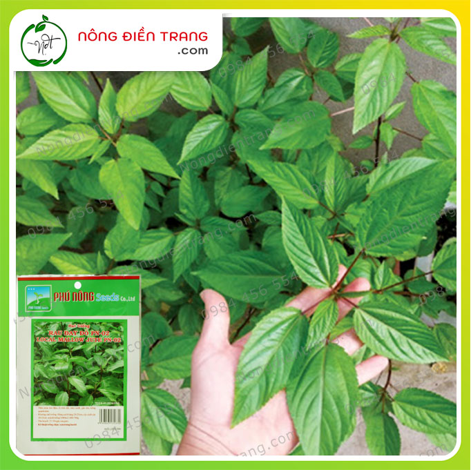 Hạt Giống Rau Đay Đỏ Phú Nông - Gói 20g - Dễ trồng, tỉ lệ nảy mầm cao, sinh trưởng khỏe VTNN Nông Điền Trang