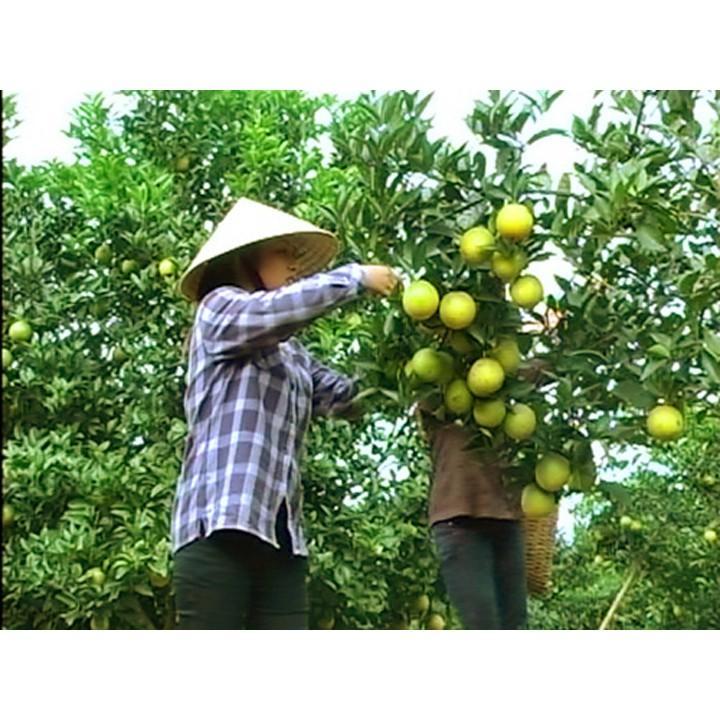 Cây giống cam vinh