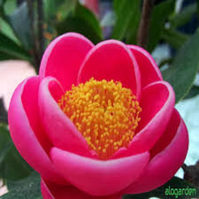 Hạt Giống Hoa Hải Đường màu hồng/gói 5 hạt